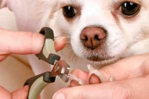 Jak wyciąć szpony spitz w domu? Jak wyciąć szpony spitz w domu?